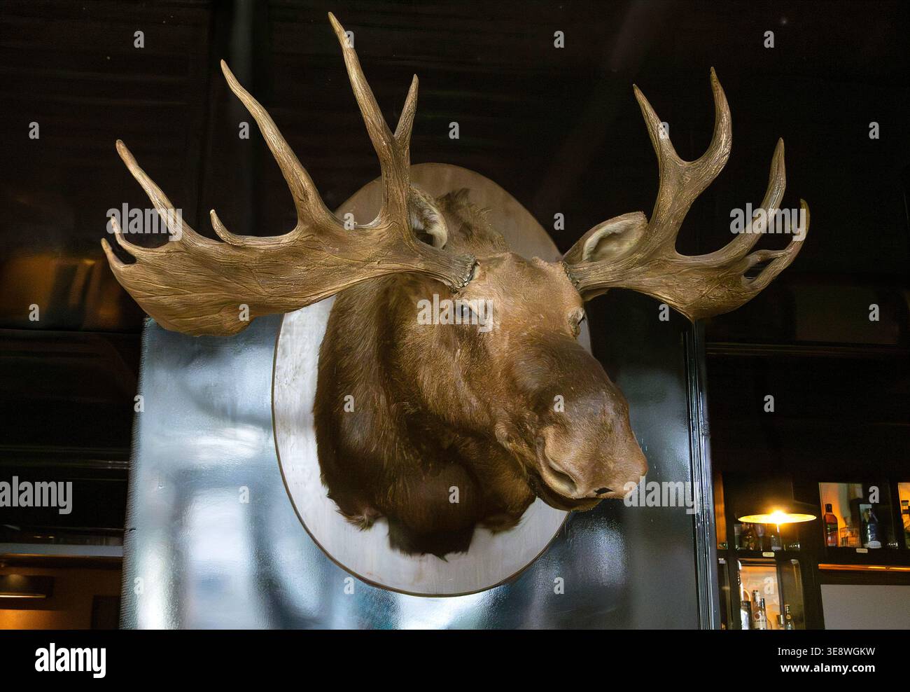 Stuffed moose head trophy mounted on wall in restaurant Stock Photo