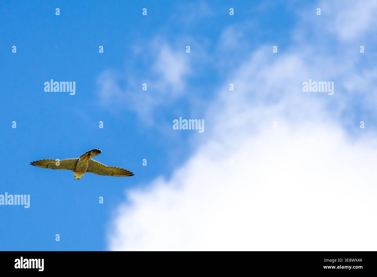 Soaring Raptors Soaring raptor spreads its wings against a bright cloud filled sky ...