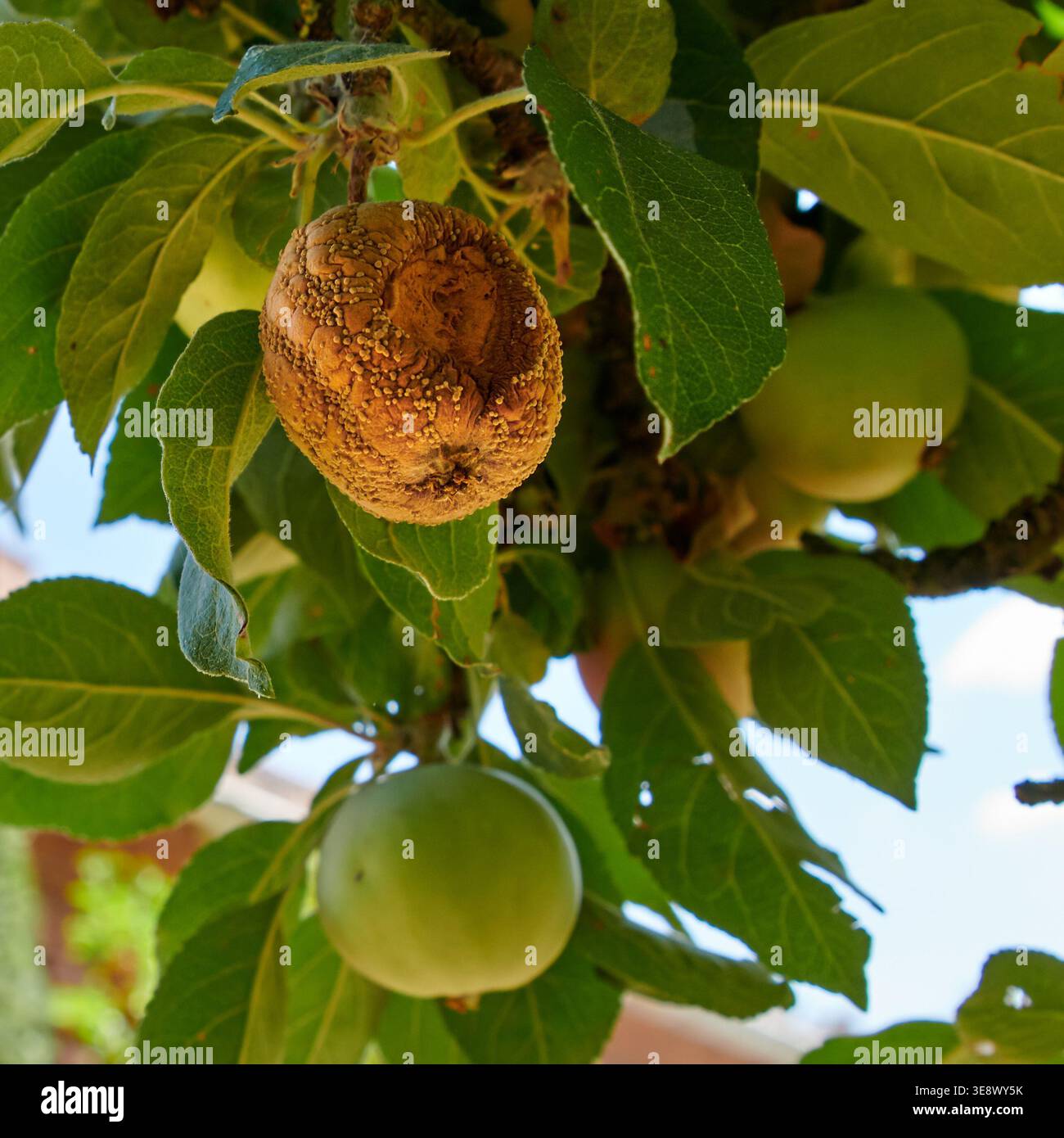 Agriculture, rotten and apple in tree in nature with fungal disease ...