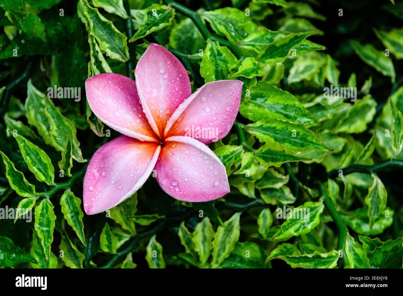 Apocynaceae family hi-res stock photography and images - Alamy