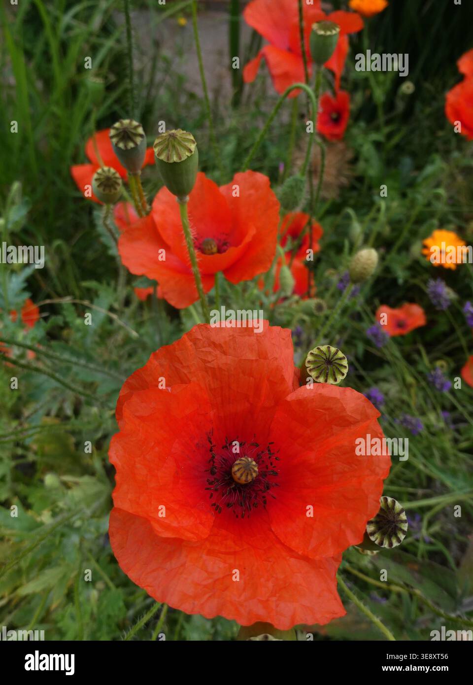 Displays various stages hi-res stock photography and images - Alamy