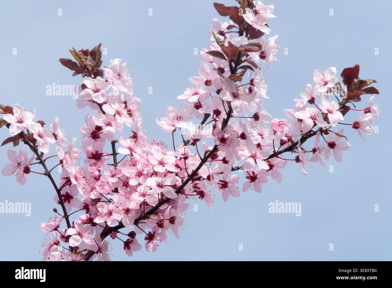 Prunus cerasifera Nigra blossoms Stock Photo