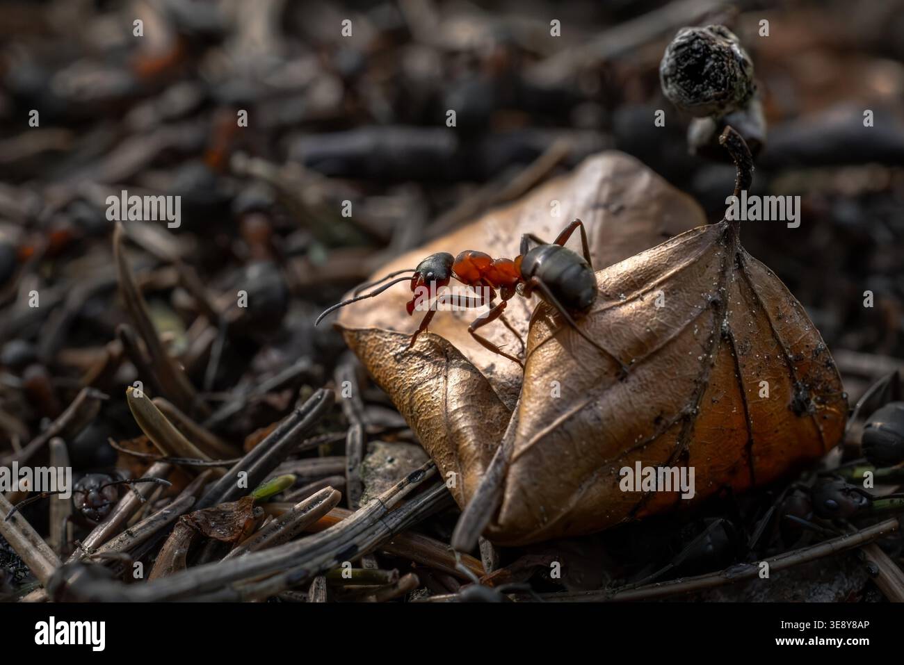Bronze head and thorax hi-res stock photography and images - Alamy