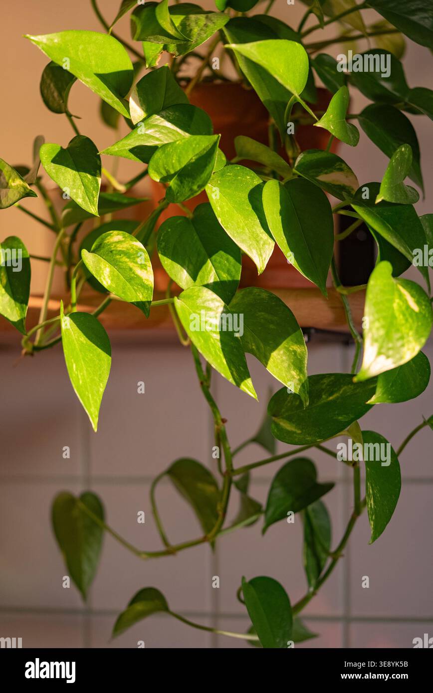 Golden pothos houseplant hi-res stock photography and images - Alamy