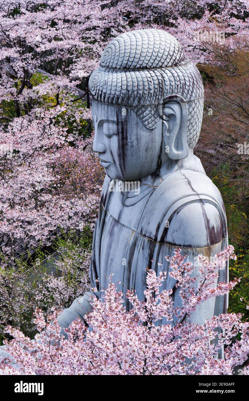 The cherry blossom Festival and the Great Buddha at Tsubosaka-dera ...