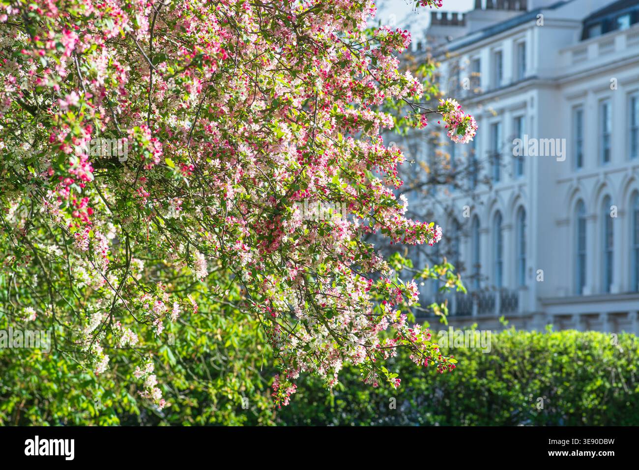 Crab apple tree, bursting with masses of flowers, Regent'sPark, springtime, London Stock Photo