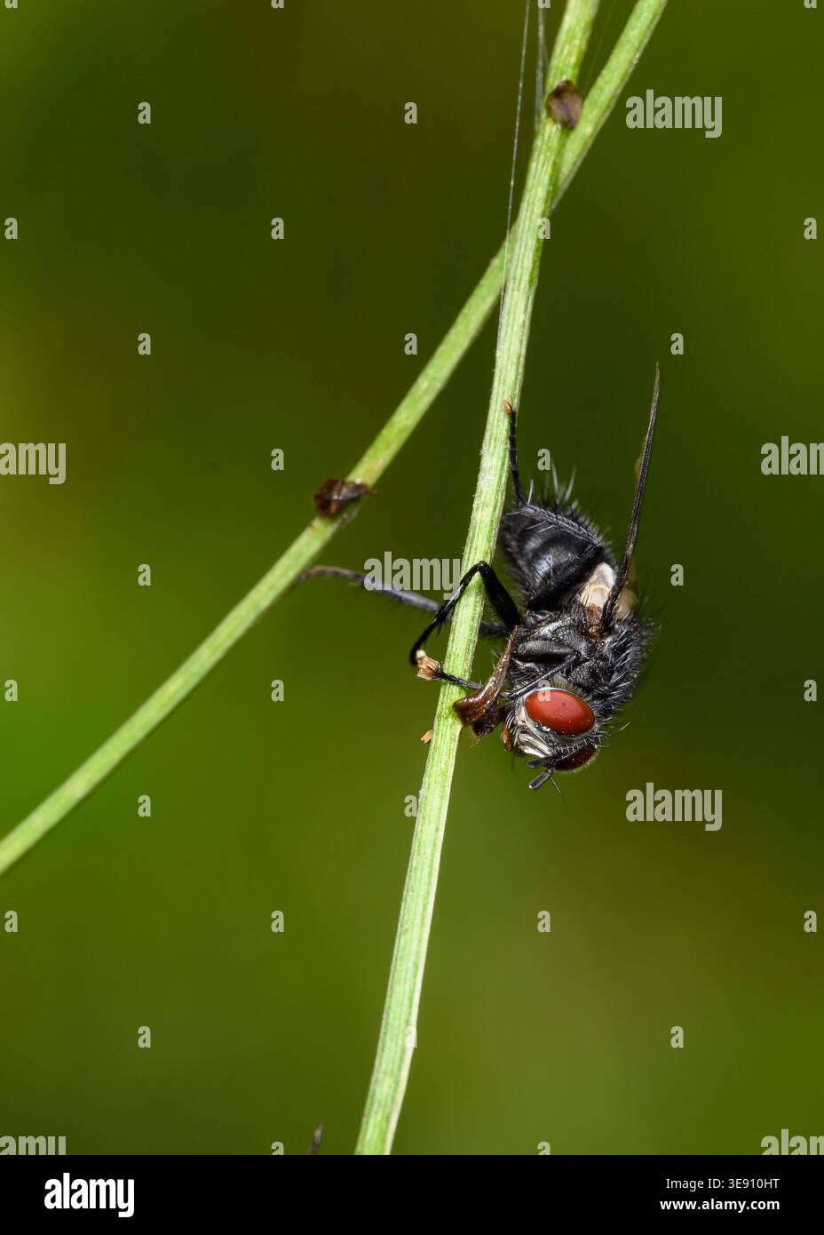 A young fly emerging from a larva on a grass stalk in summer Stock Photo