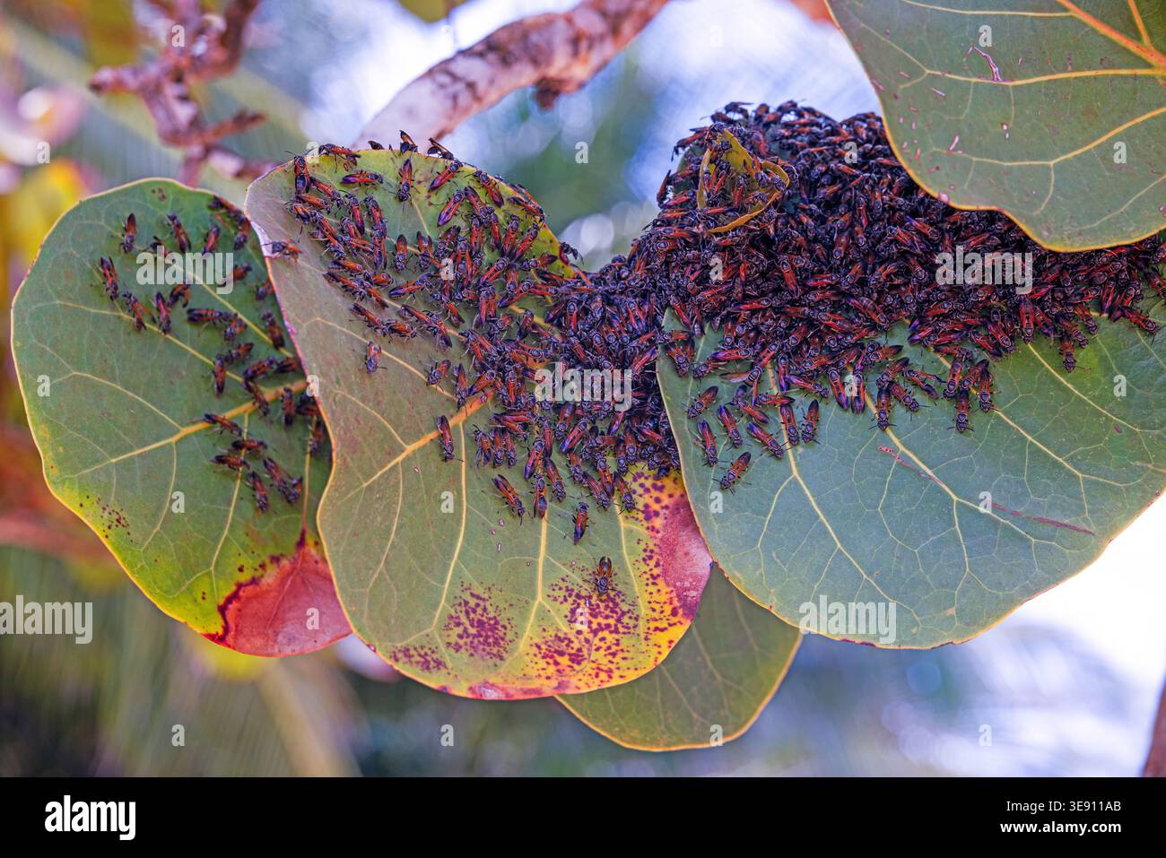 Large number of insects forming a dense cluster on tropical plant ...