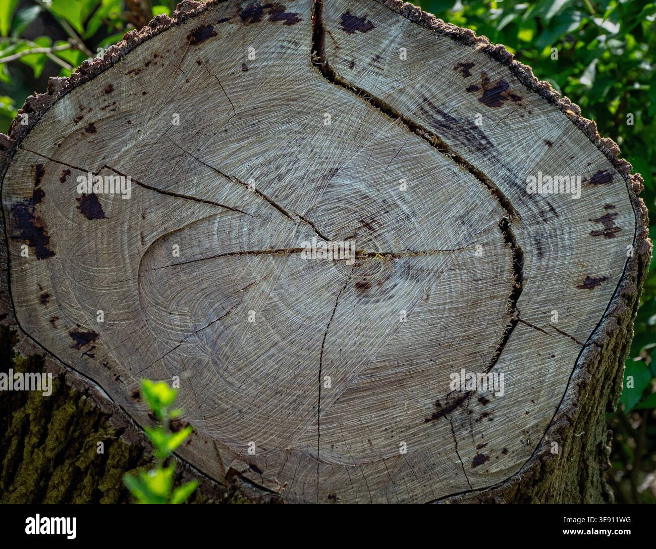 A freshly cut tree stump tree Stock Photo