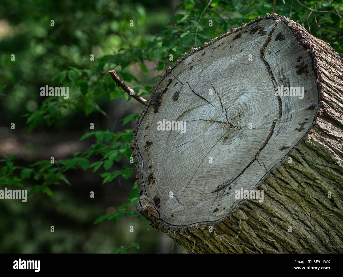 A freshly cut tree stump tree Stock Photo