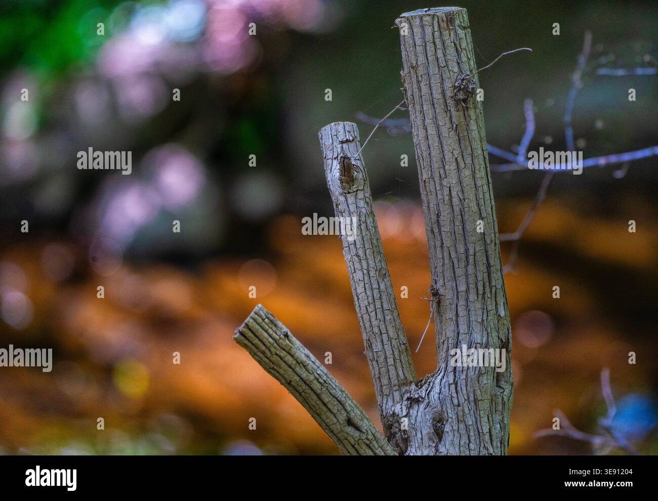 Three small tree stumps in a wooden area Stock Photo