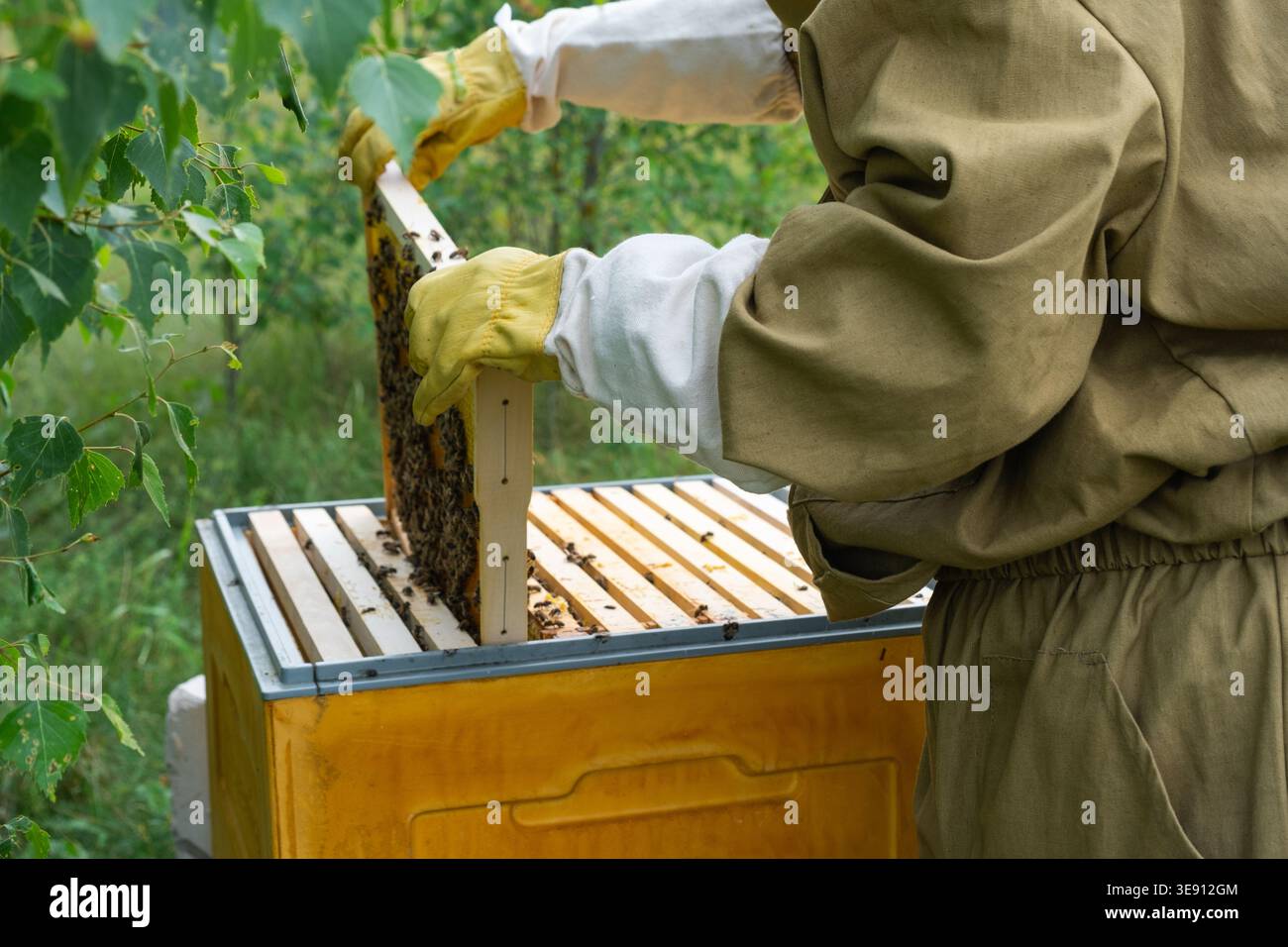 Beekeeper checks frames, bees on wax comb, apiary process, rural honey ...