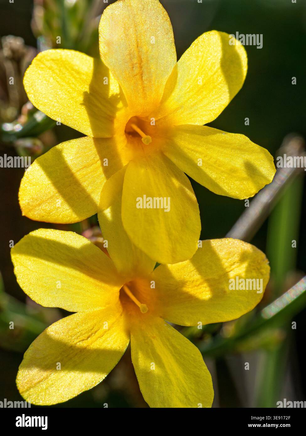 Gelbe Blüte des Winter-Jasmin Jasminum nudiflorum Gelbe Blüte des Winter-Jasmin *** Yellow flower of the winter jasmine Jasminum nudiflorum Yellow flo Stock Photo