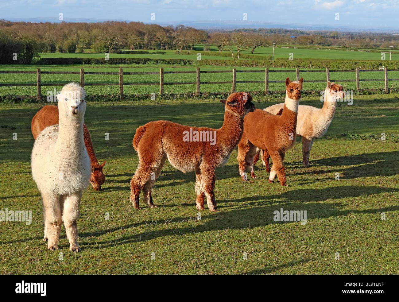 Alternative Lama farming Stock Photo