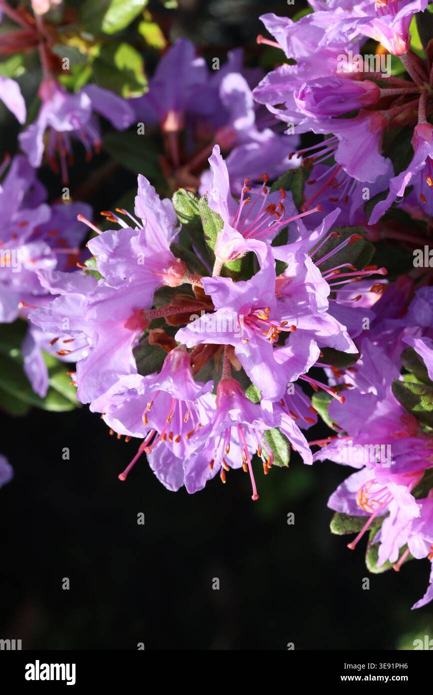 Rhododendron hippophaeoides var. hippophaeoides Fimbriatum Group. Violet  pink spray of rhododendron flowers in spring Stock Photo - Alamy