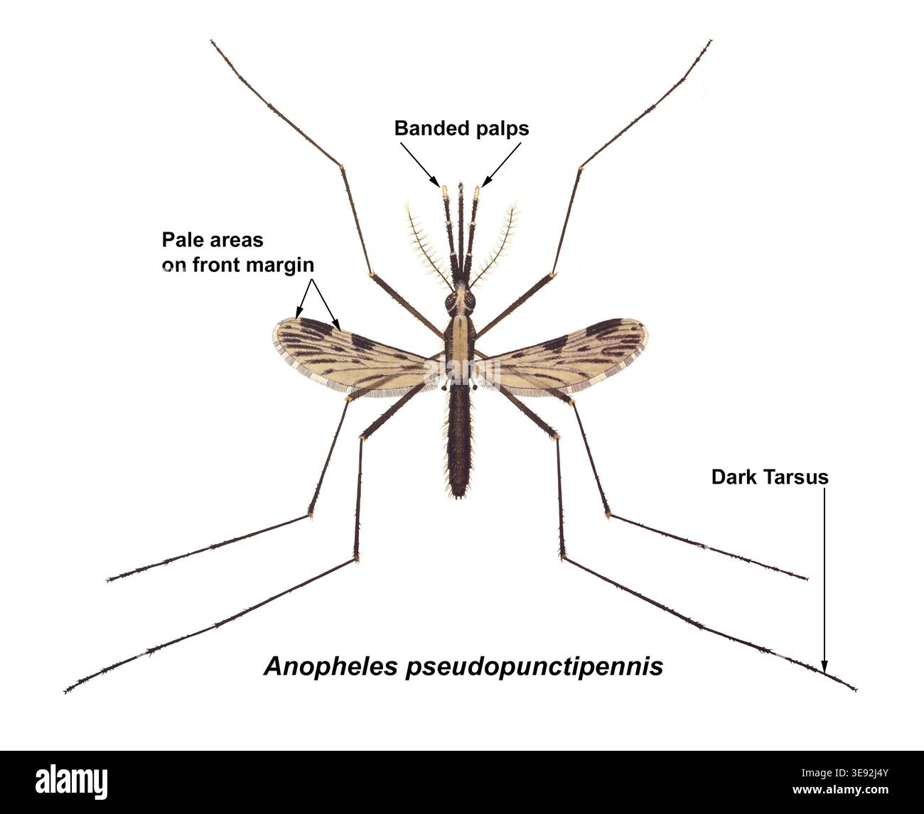 Illustration Showing The Dorsal View Of The Mosquito Anopheles 