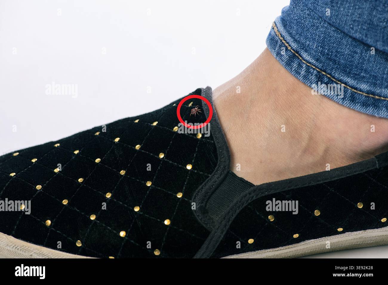 An adult female lone star tick (Amblyomma americanum) crawls on a black shoe, 2023. Image courtesy CDC. Stock Photo