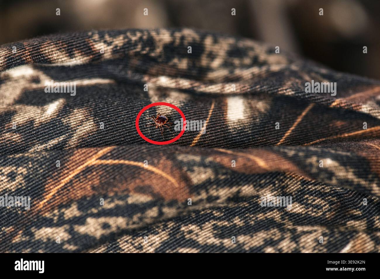 An adult male lone star tick (Amblyomma americanum) crawls on camouflage clothing, 2023. Image courtesy CDC. Stock Photo