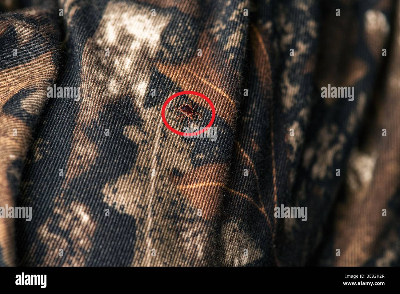 An adult male lone star tick (Amblyomma americanum) crawls on camouflage clothing, 2023. The hard tick is shown in detail. Image courtesy CDC. Stock Photo