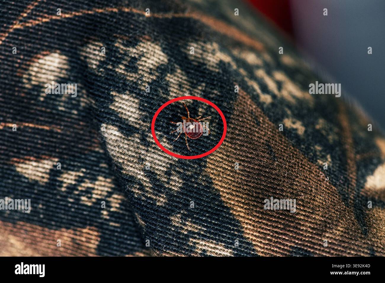 An adult female lone star tick (Amblyomma americanum) crawling on camouflage clothing, 2023. Image courtesy CDC. Stock Photo