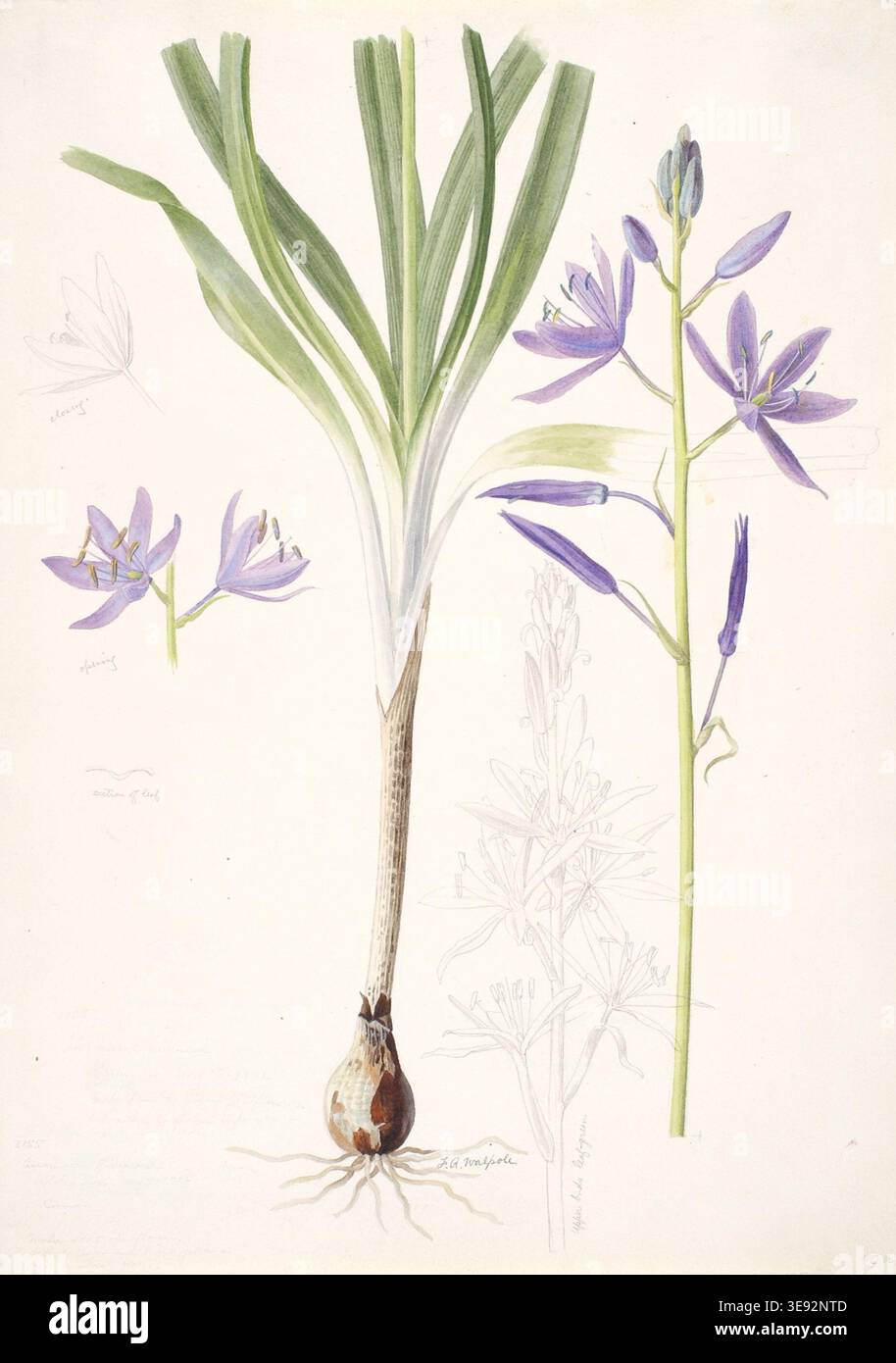 Vintage botanical artwork painting of Quamassia quamash, depicting a ...