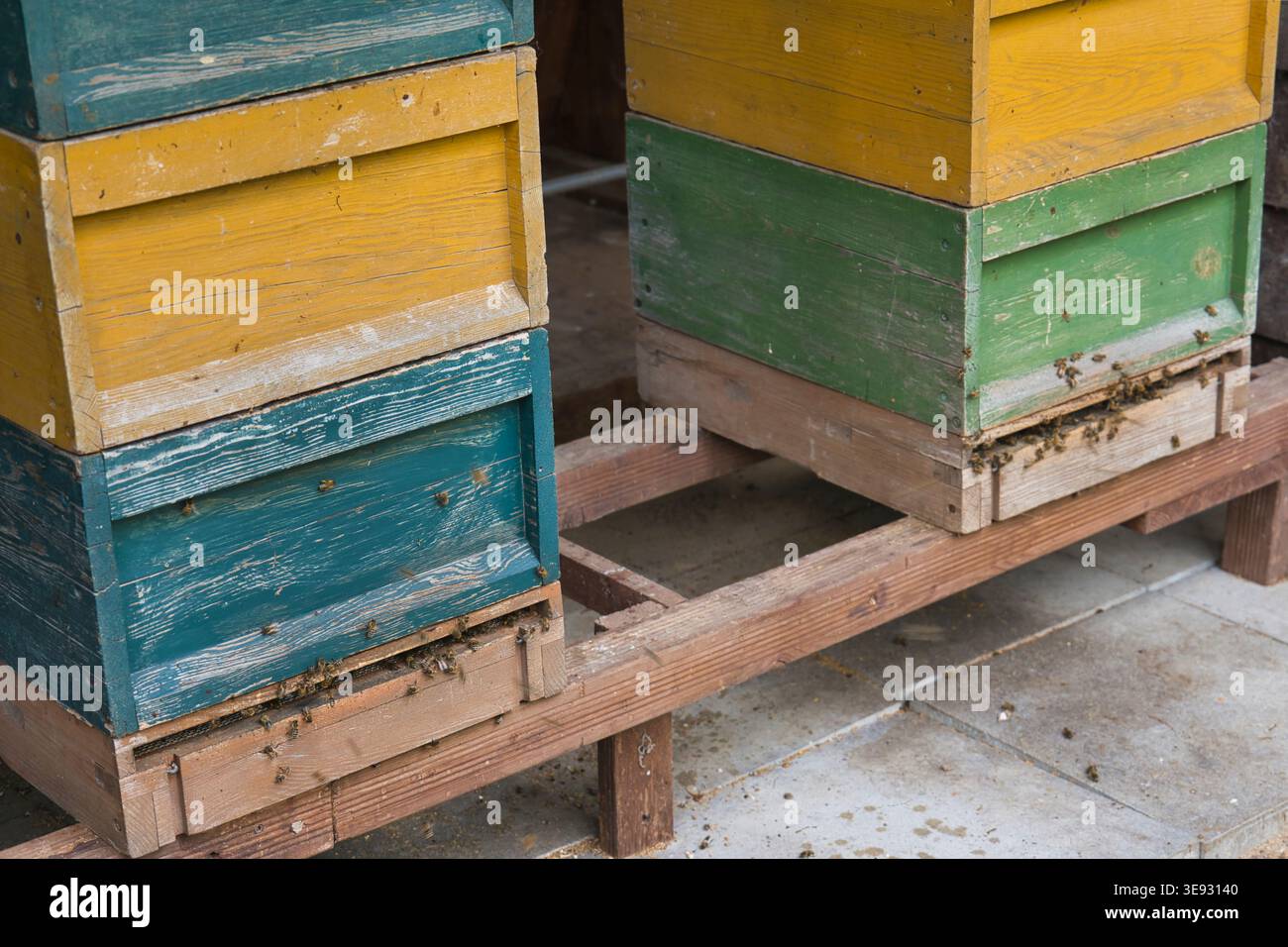 Colorful wooden beehives with bees on apiary farm Stock Photo