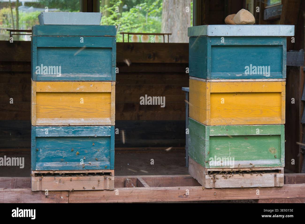 Two colorful wooden beehives with flying honey bees on apiary Stock Photo