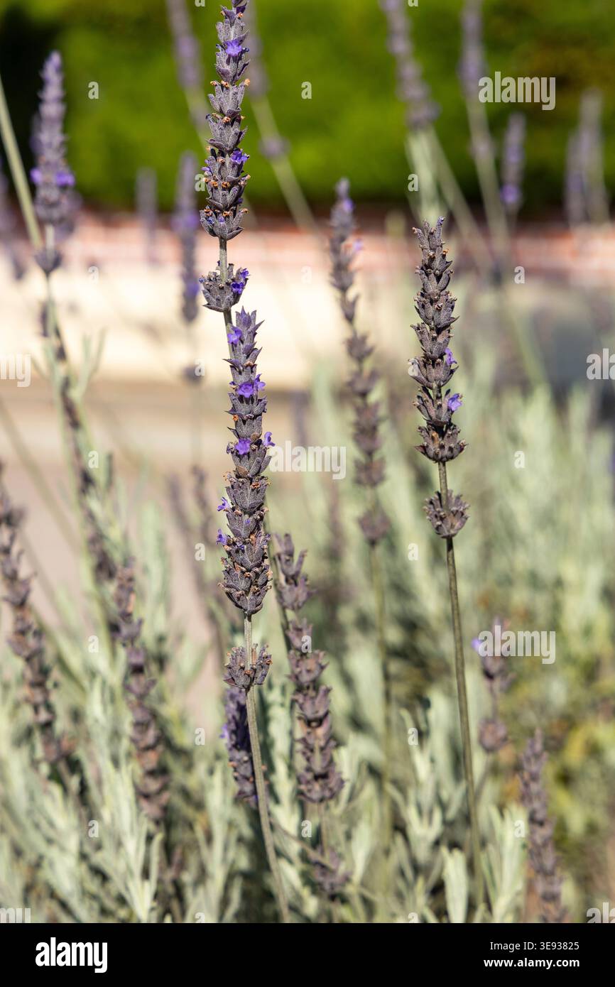 A lavender field with upright stems and violet flowers, illuminated by natural light, ideal for aromatherapy, nature, and wellness concepts - Lavandul Stock Photo
