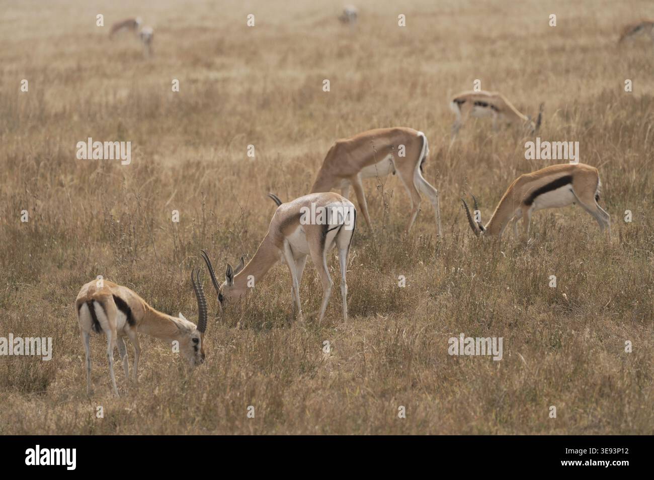 Group of Thomson’s gazelles (Eudorcas thomsonii) grazing in savannah ...