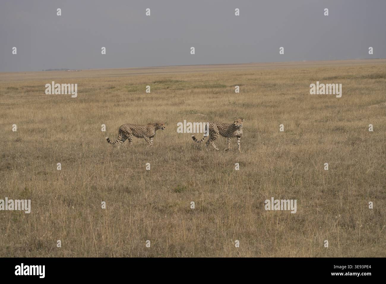 Two cheetahs (Acinonyx jubatus) walking across vast open savannah, Serengeti National Park, Central Serengeti (Seronera), Tanzania, East Africa Stock Photo
