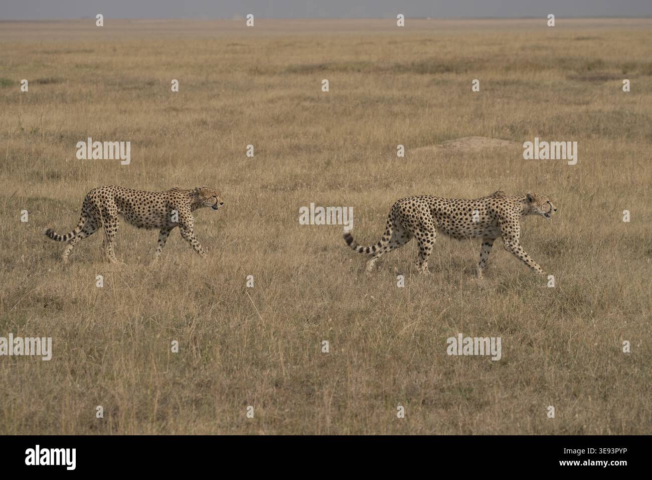 Two cheetahs (Acinonyx jubatus) walking across vast open savannah, Serengeti National Park, Central Serengeti (Seronera), Tanzania, East Africa Stock Photo