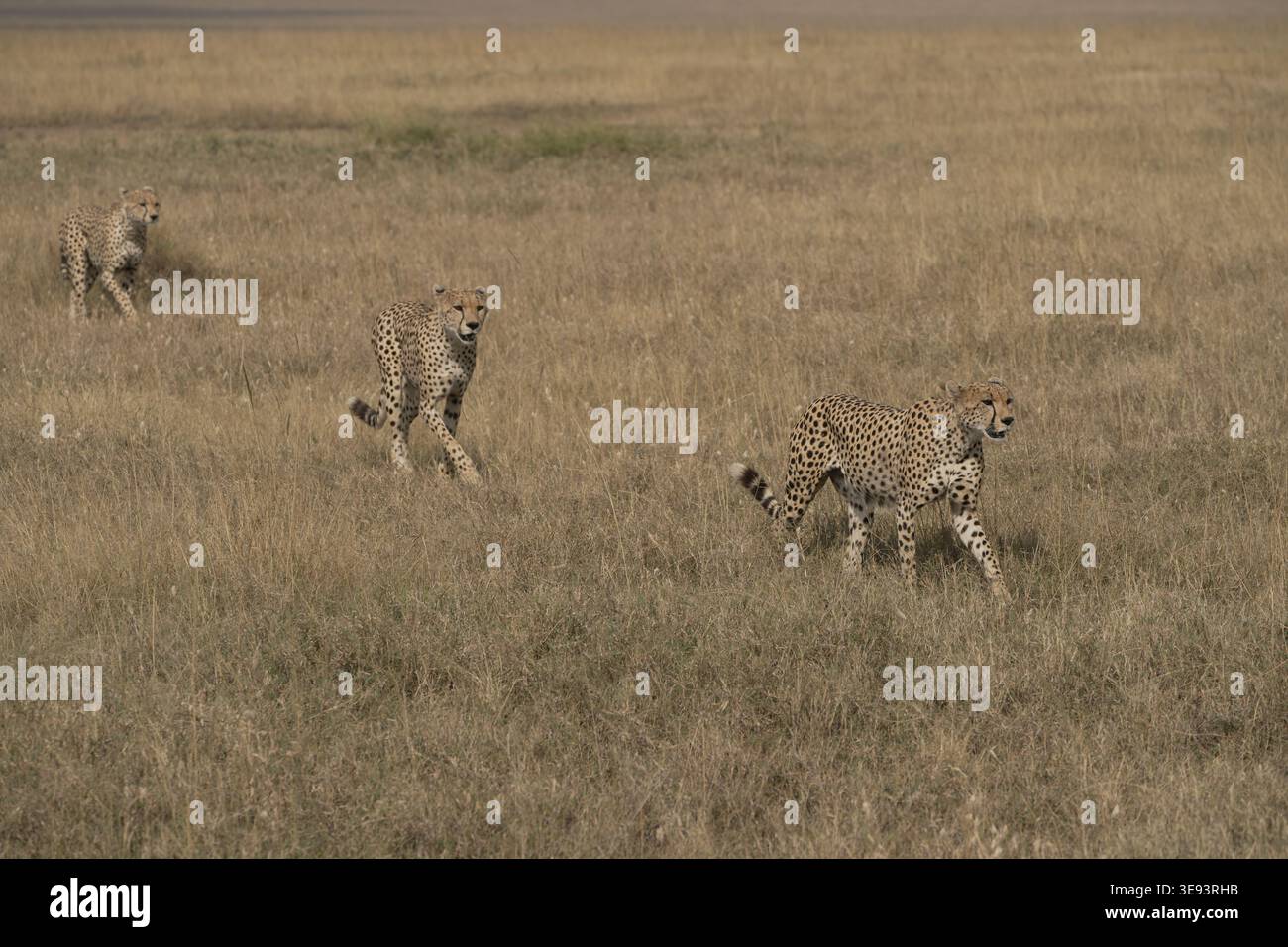 Three cheetahs (Acinonyx jubatus) walking across open savannah, Serengeti National Park, Central Serengeti (Seronera), Tanzania, East Africa Stock Photo