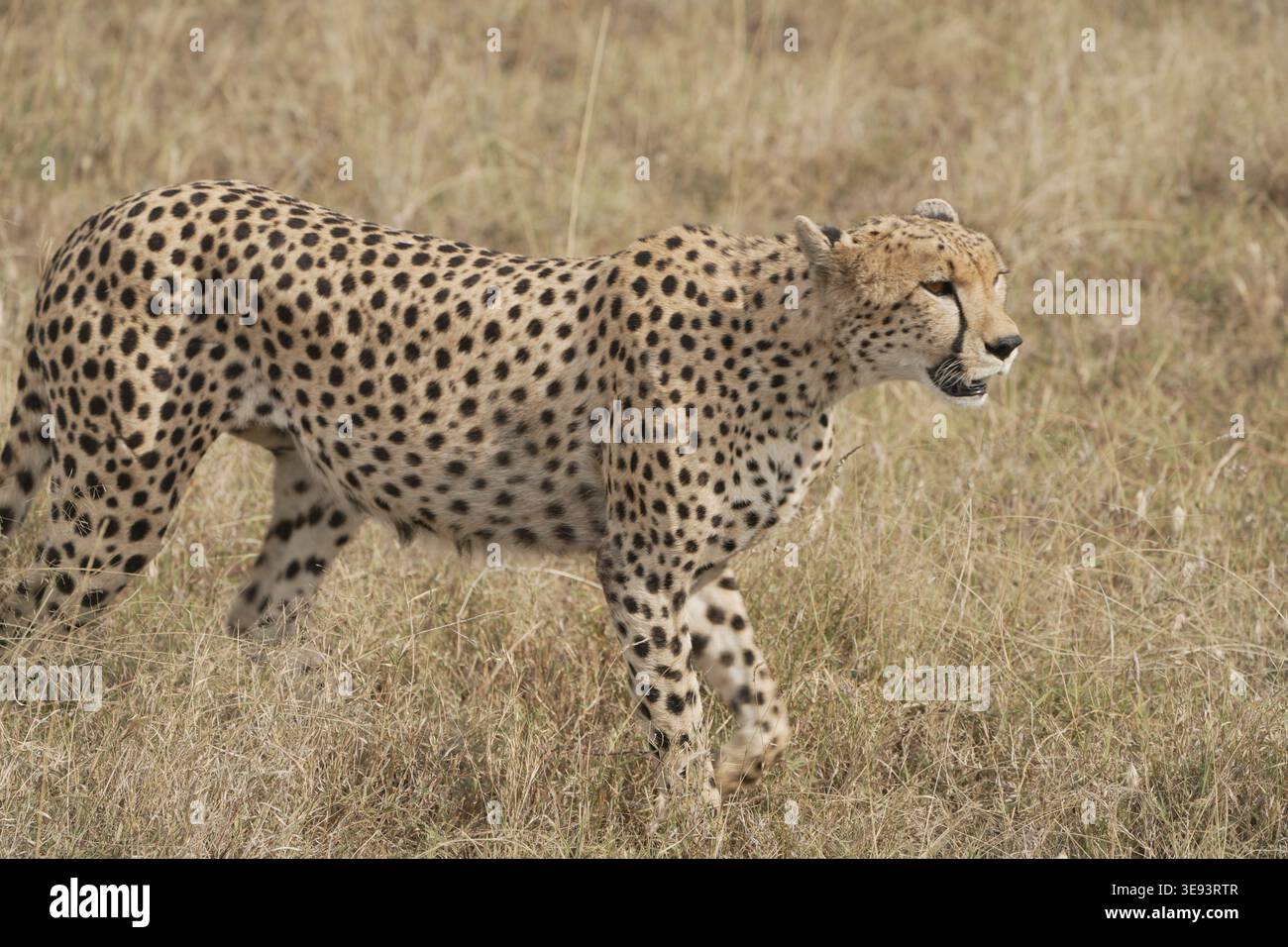 Cheetah (Acinonyx jubatus) walking through savannah grassland, Serengeti National Park, Central Serengeti (Seronera), Tanzania, East Africa Stock Photo