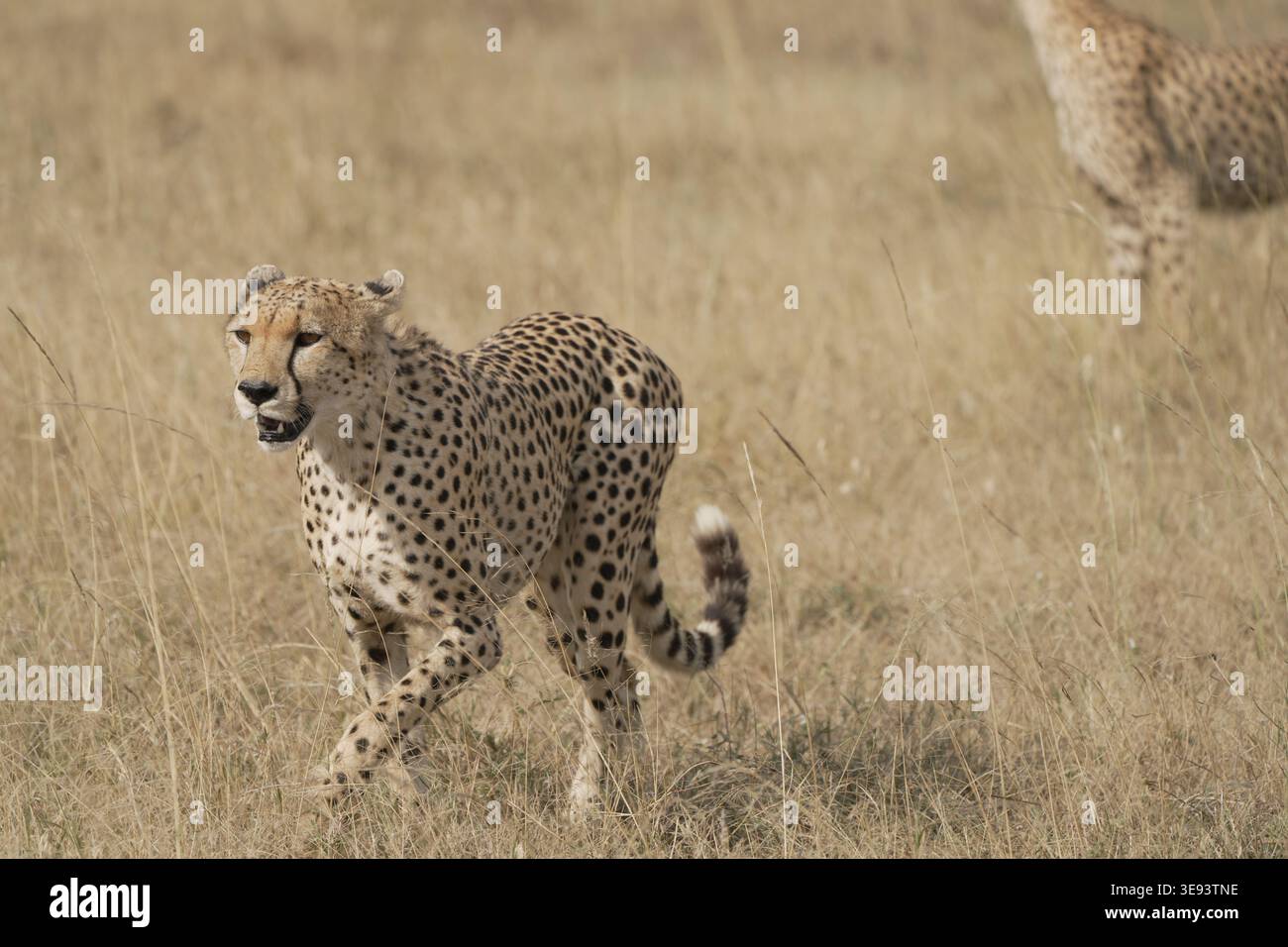 Cheetah (Acinonyx jubatus) walking through savannah with another cheetah in background, Serengeti National Park, Central Serengeti (Seronera), Tanzani Stock Photo