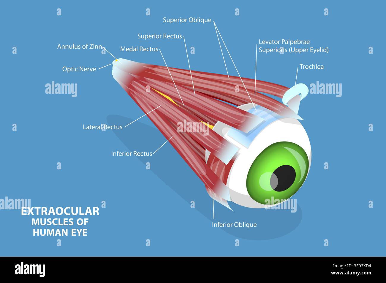 3D Isometric Flat Vector Conceptual Illustration of Extraocular Muscles ...