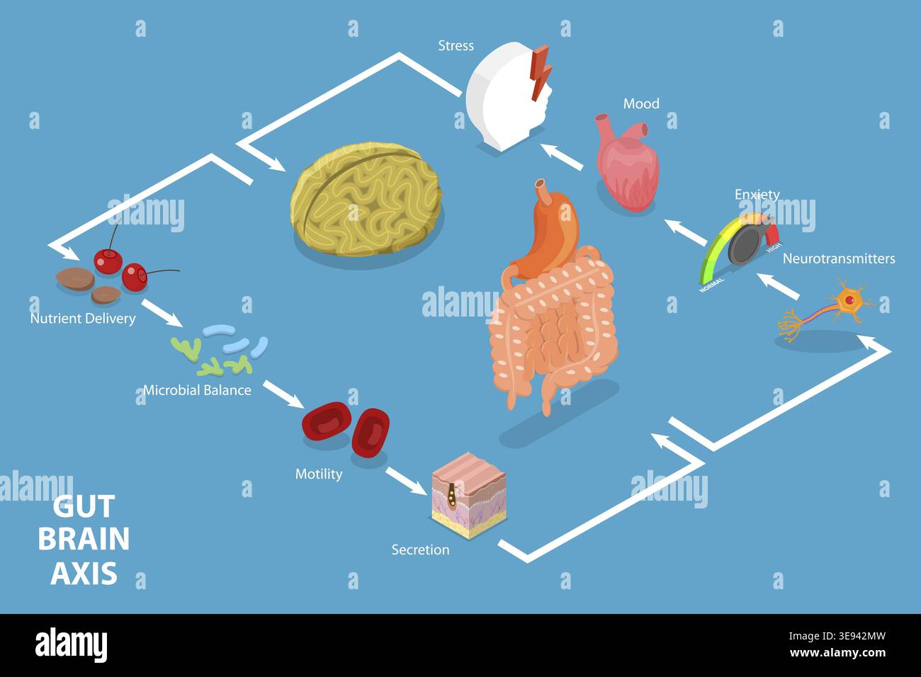 3D Isometric Flat Vector Conceptual Illustration of Gut Brain Axis ...