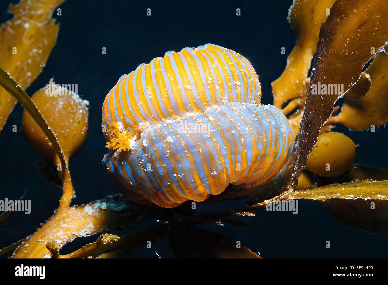 Reproduction sea anemone hi-res stock photography and images - Alamy