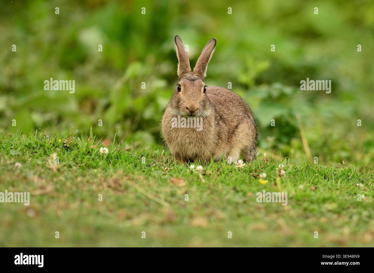 Rabbit oryctolagus cuniculus Stock Photo