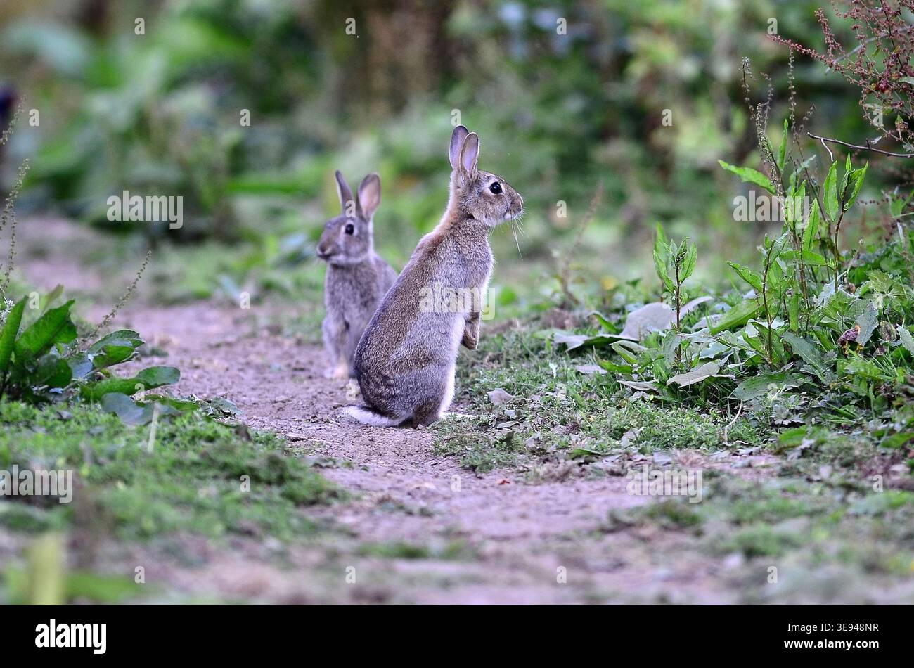 Rabbit oryctolagus cuniculus Stock Photo