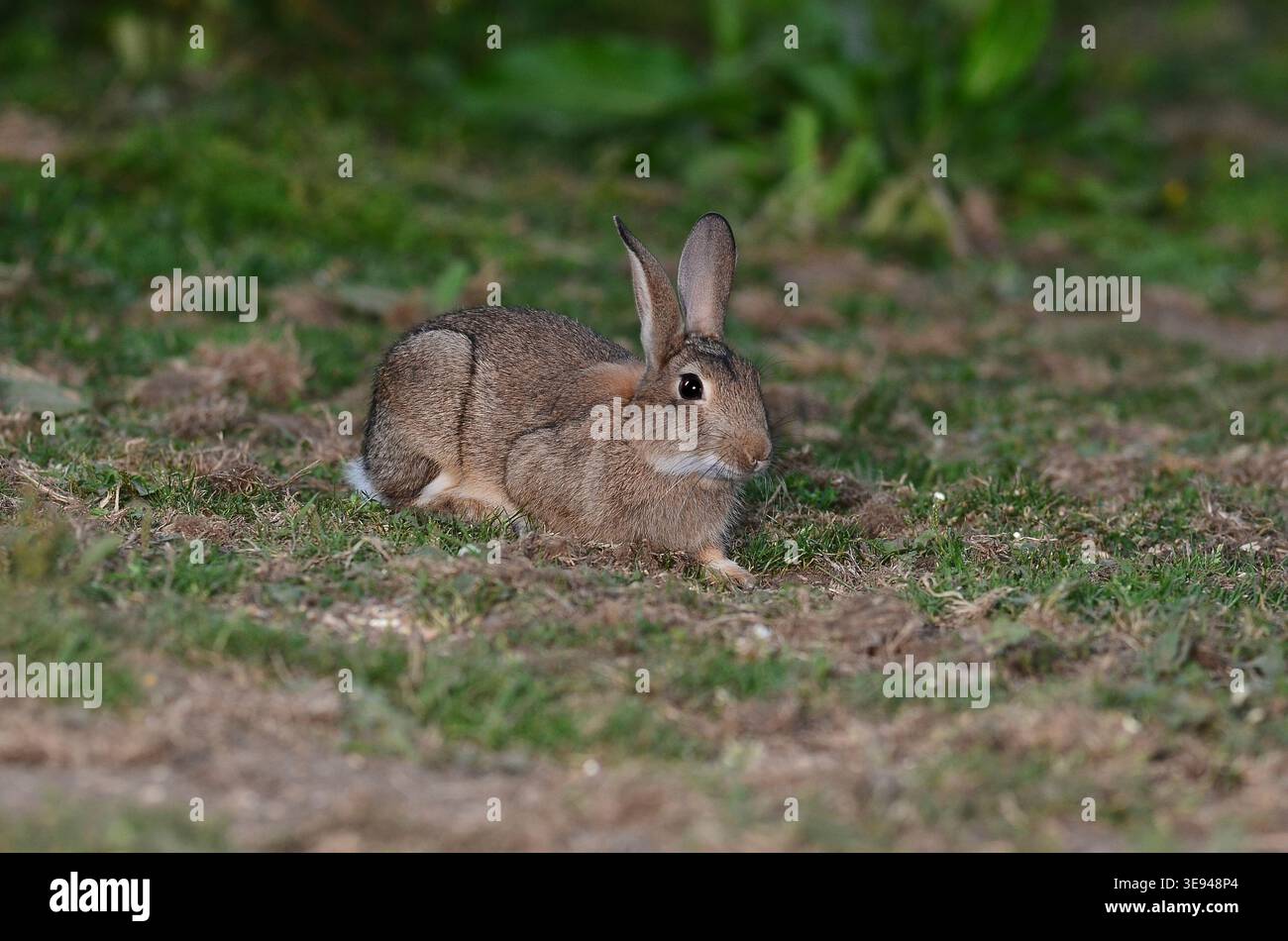 Rabbit oryctolagus cuniculus Stock Photo