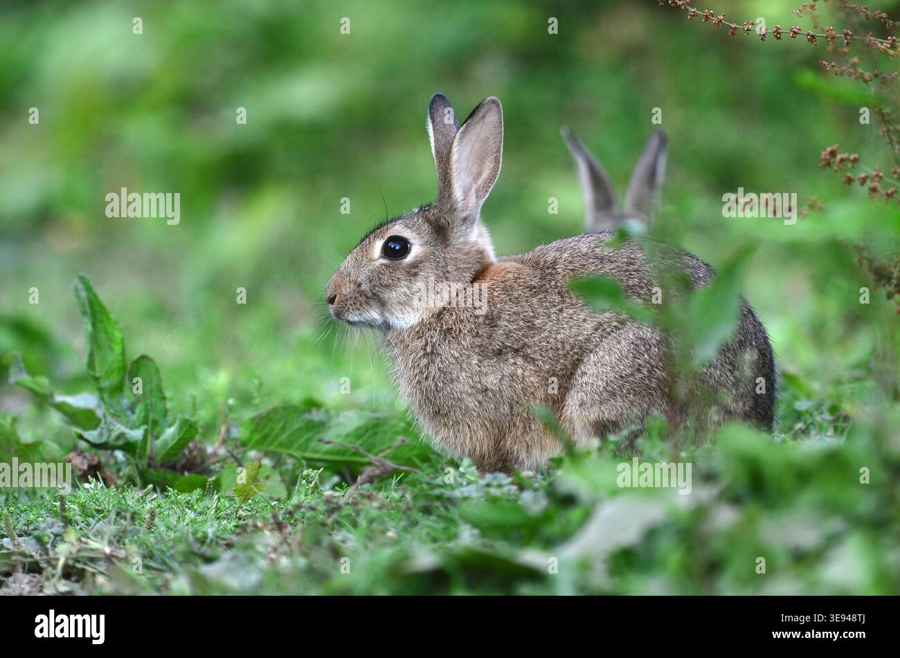 Rabbit oryctolagus cuniculus Stock Photo