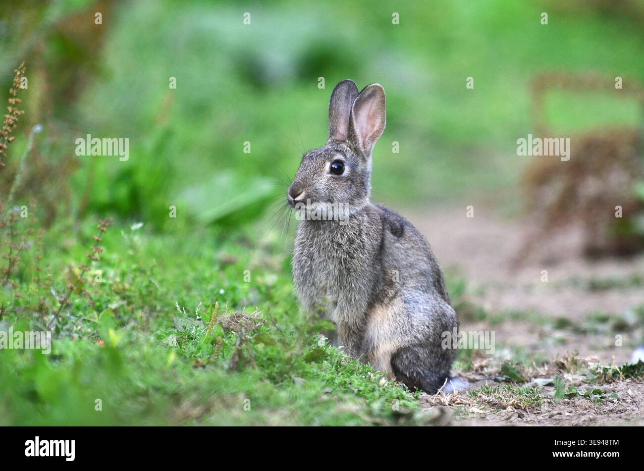 Rabbit oryctolagus cuniculus Stock Photo