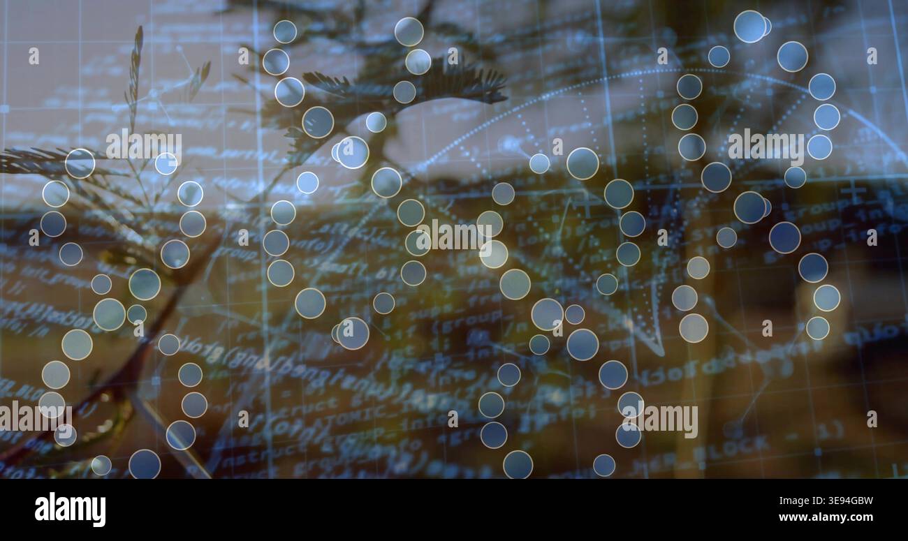 Displaying translucent node network occupying center in studio, with code text and conifer branch Stock Photo