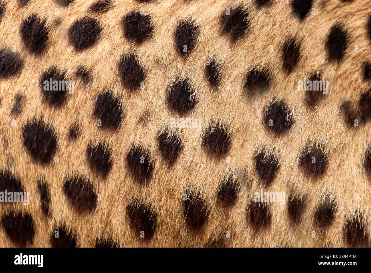 Detailed cheetah fur texture with natural spotted pattern ideal for background or textile design. Close up wildlife texture of cheetah spotted fur sui Stock Photo