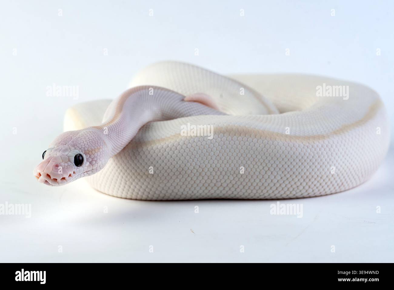 a white ball python among a white and light background Stock Photo