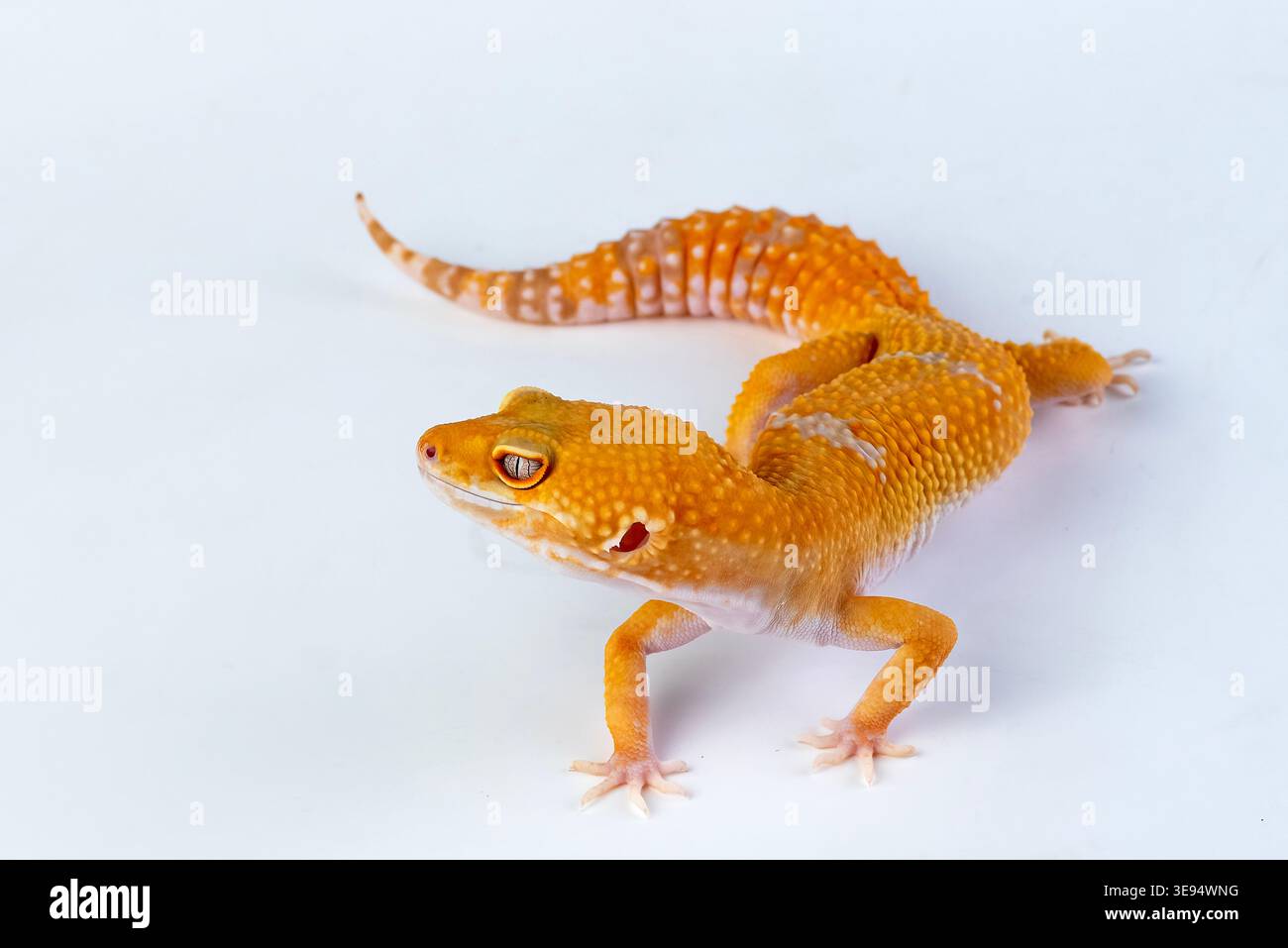 a leopard gecko among a white background Stock Photo