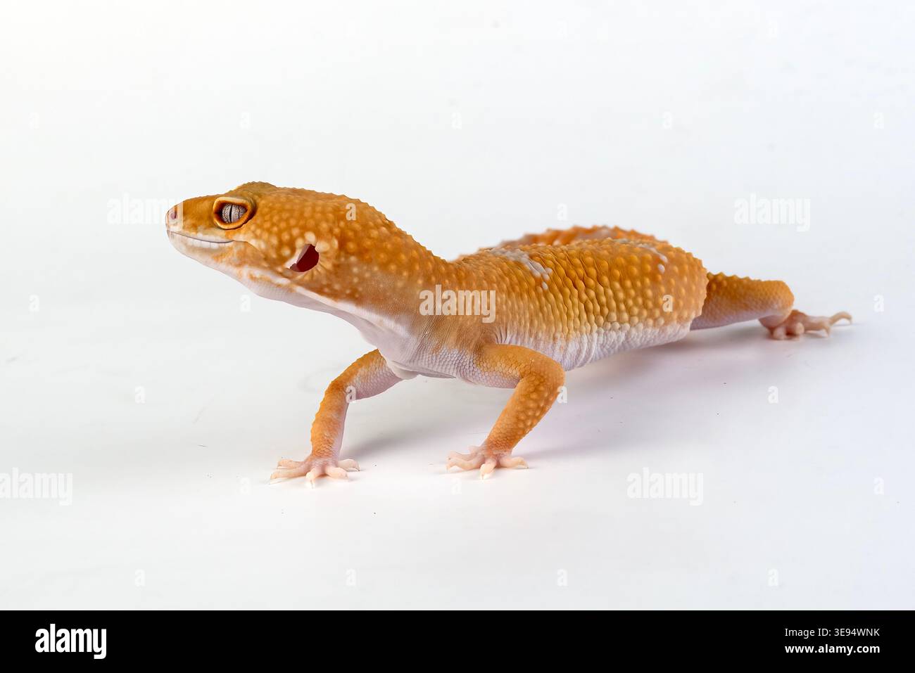 a leopard gecko among a white background Stock Photo