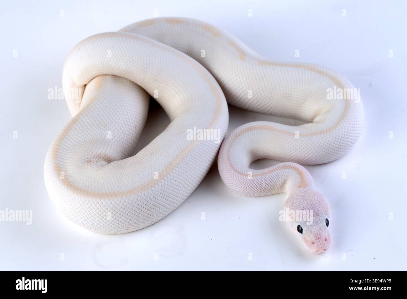 a white ball python among a white and light background Stock Photo