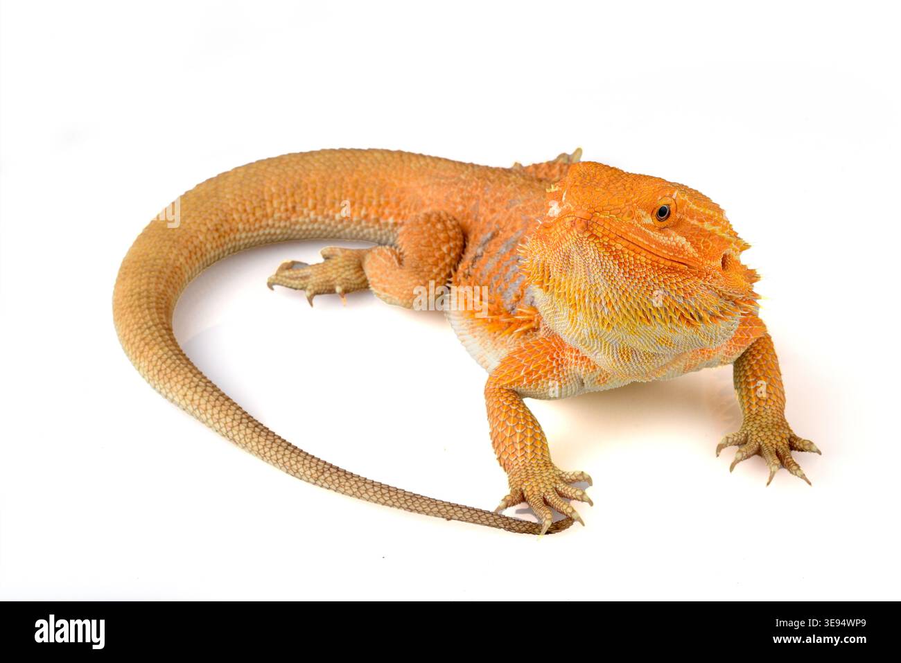 a bearded dragon among a white background Stock Photo