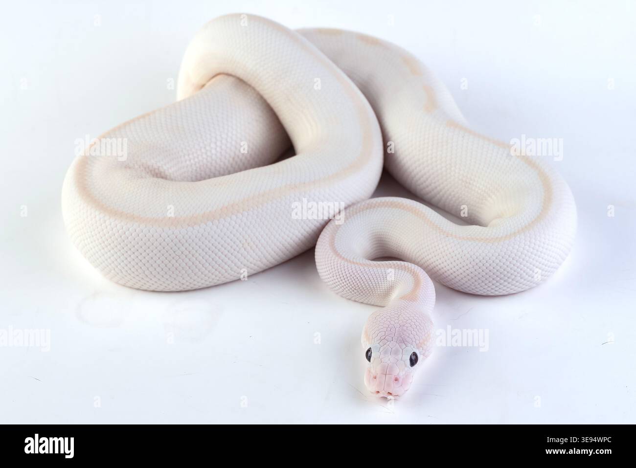 a white ball python among a white and light background Stock Photo